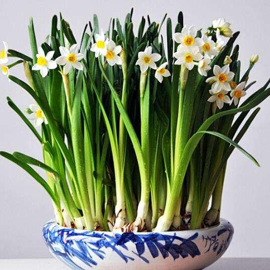 家里堅(jiān)決不能養(yǎng)的花,家里不宜養(yǎng)的花,警惕選擇花卉的禁忌