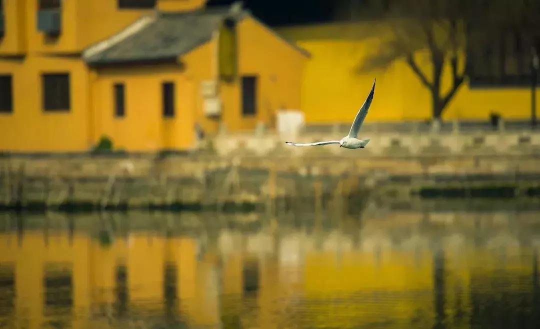 烏鎮旅游最佳時間解析,烏鎮旅游最佳時節解析