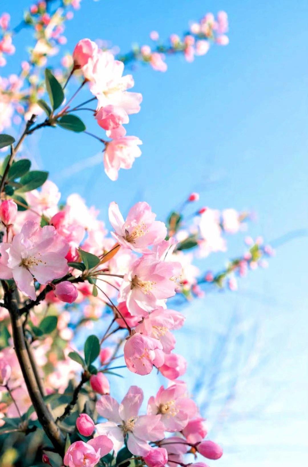 四月份國內旅游好去處,踏春賞花,暢游大好河山,四月份國內旅游好去處,踏春賞花,暢游大好河山美景
