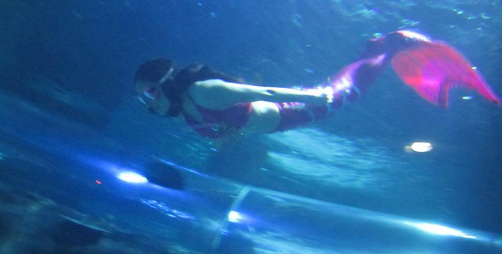 合肥海洋館門票價格詳解,合肥海洋館門票價格全面解析