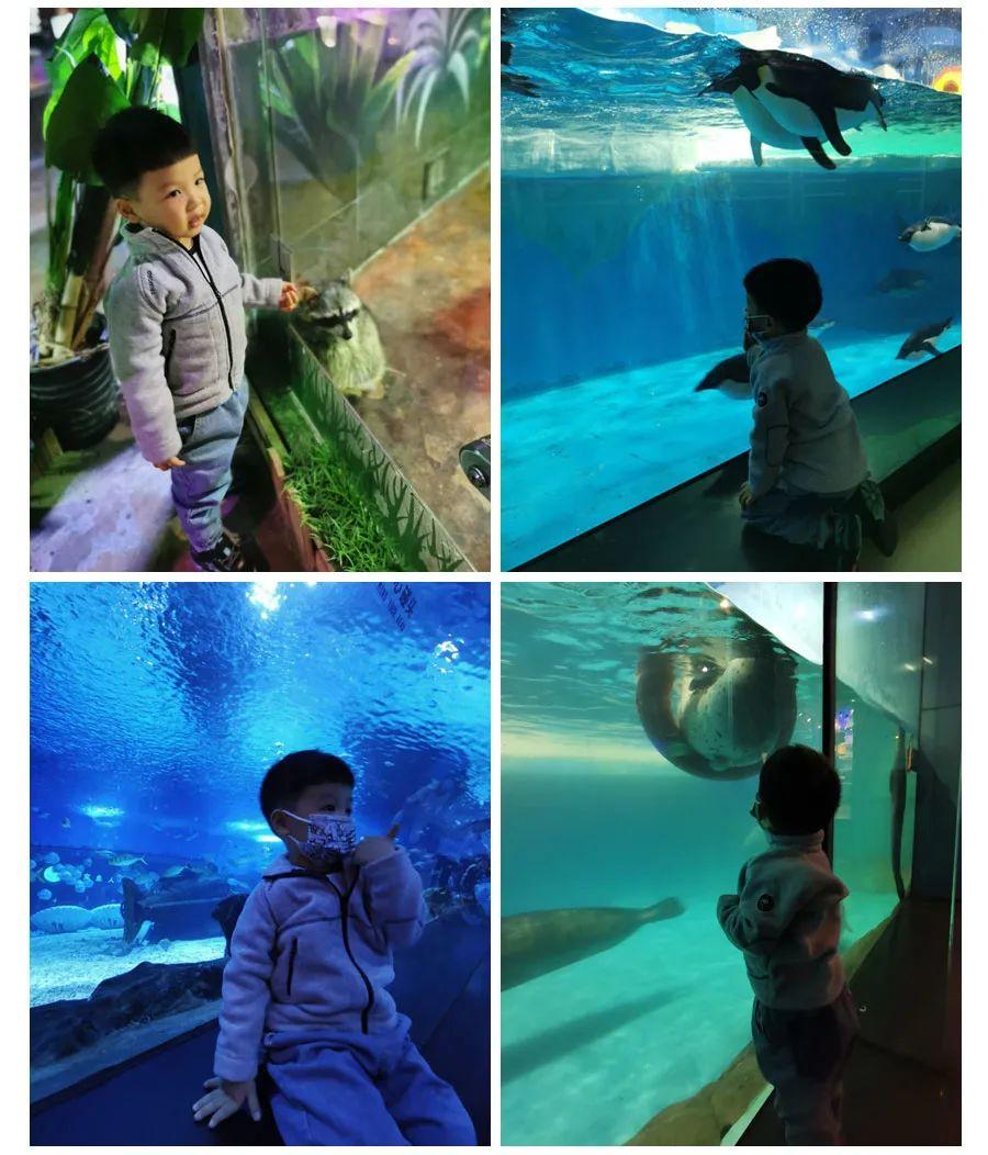 上海海洋館與海昌海洋館，哪個更值得一游？，上海海洋館與海昌海洋館，哪個更值得游覽？對比解析！