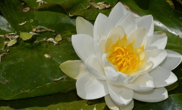 王中王493333www中特馬今晚開獎——探索彩票背后的秘密與策略，彩票背后的秘密與策略探索，王中王493333中特馬今晚開獎揭秘