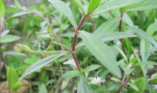 旱蓮草，神奇的功效與作用，旱蓮草的神奇功效與作用