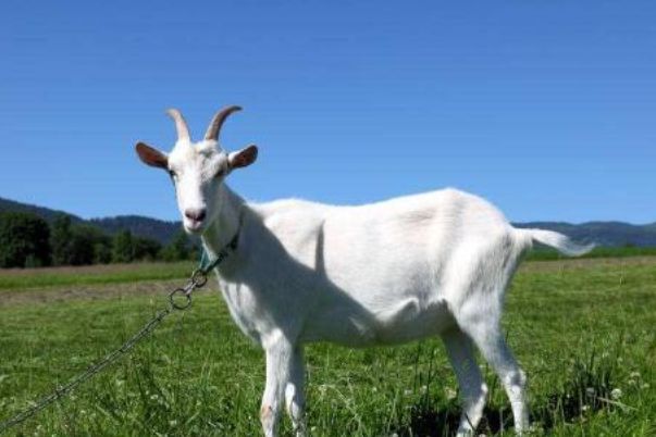 今晚澳門開三肖兔羊蛇，探索生肖運勢與風(fēng)水預(yù)測的魅力，生肖運勢與風(fēng)水預(yù)測探索，兔羊蛇今晚在澳門展現(xiàn)魅力