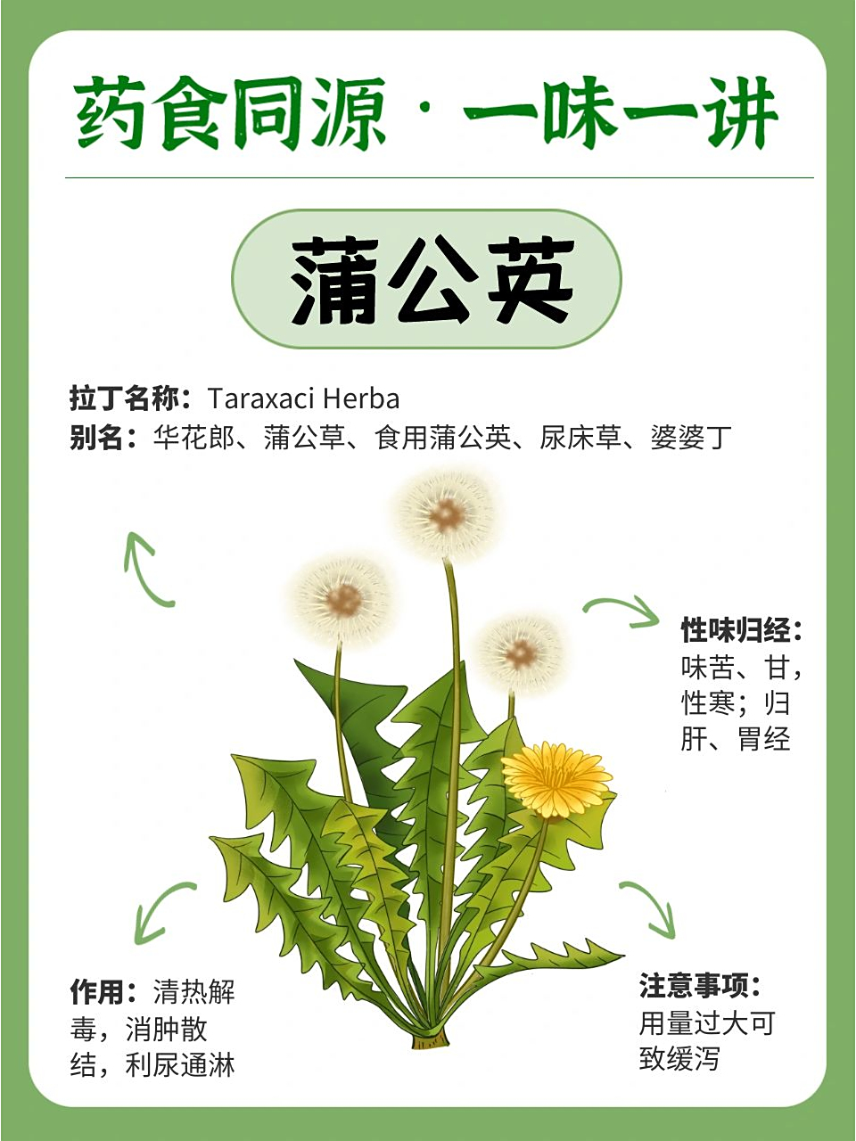 蒲公英，前列腺炎的強(qiáng)力克星，蒲公英，前列腺炎的天然克星