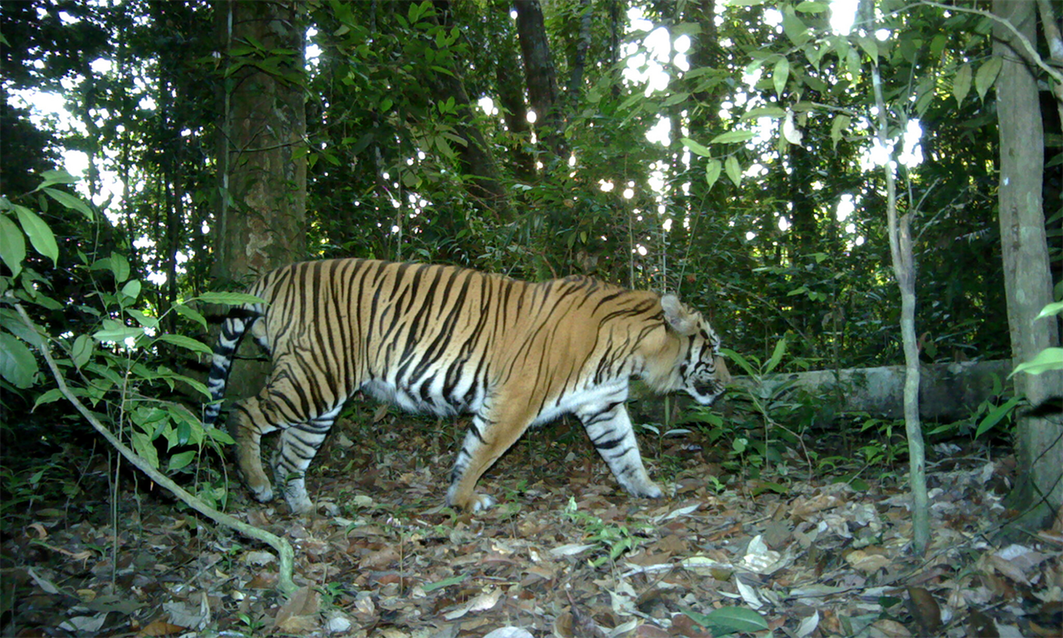 揭秘生肖之謎,茂密森林中的王者,猜一生肖揭曉答案,揭秘生肖王者之謎,森林中的王者揭曉答案,猜一生肖探秘真相