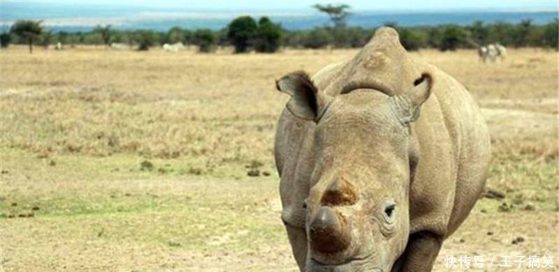 王中王四不像圖的一肖——揭秘背后的神秘文化符號，揭秘王中王四不像圖背后的神秘文化符號，一肖探秘之旅