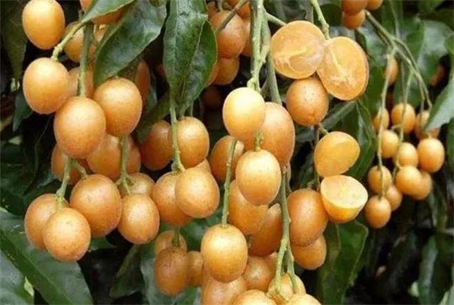 黃皮果的功效與作用，揭示其獨(dú)特的健康益處，黃皮果的獨(dú)特健康益處，功效與作用揭秘！