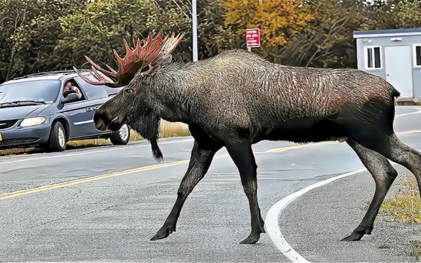 四不像正版資料的探索與解析，四不像正版資料的深度探索與解析