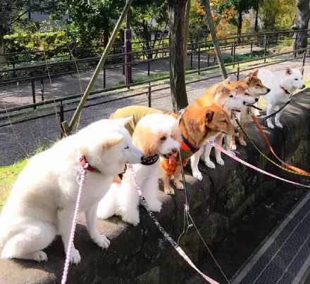 澳門一碼一肖一待一中四不像——揭開神秘面紗下的真相，澳門神秘事件揭秘，一碼一肖一待一中四不像真相探索