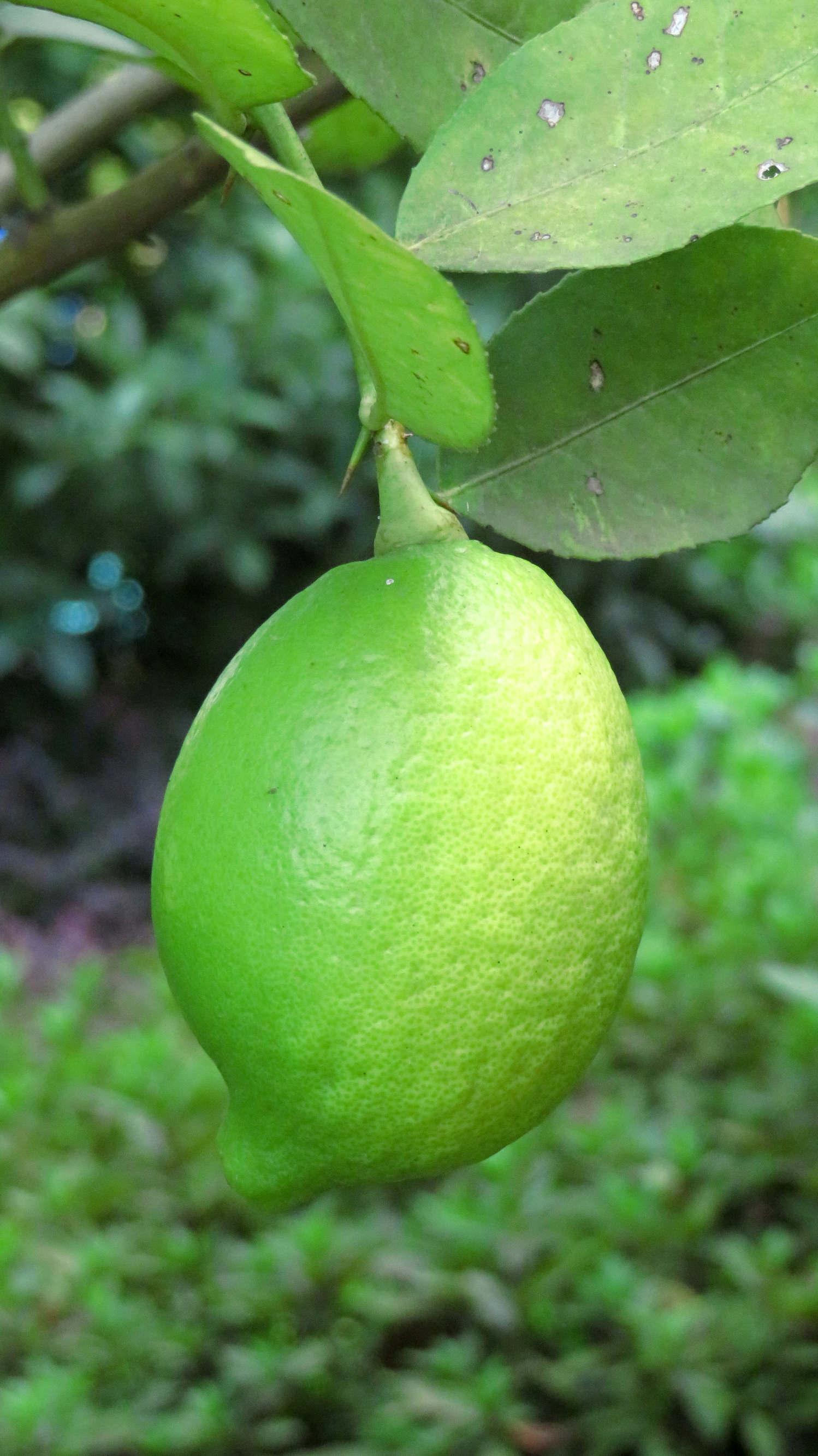 檸檬泡水喝的功效，揭示檸檬的健康益處，檸檬泡水喝的健康益處，揭示檸檬的神奇功效