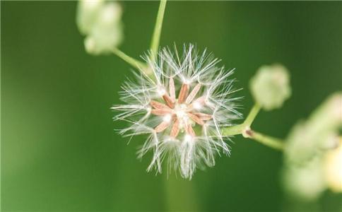 蒲公英煮水對乳腺結節的影響,半年后的效果解析,蒲公英煮水對乳腺結節的影響及半年效果解析