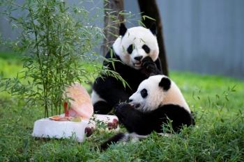 一歲寶寶餐一周菜譜，營養豐富的輔食計劃，一歲寶寶營養輔食計劃，一周健康菜譜