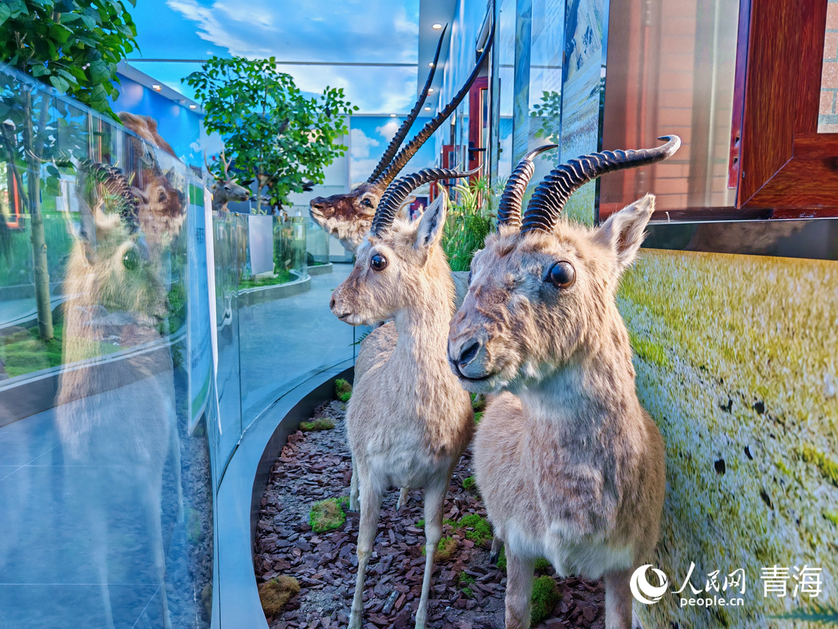 王中王四不像圖必中一肖——揭秘彩票背后的秘密，揭秘彩票背后的秘密，王中王四不像圖必中一肖的真相探索