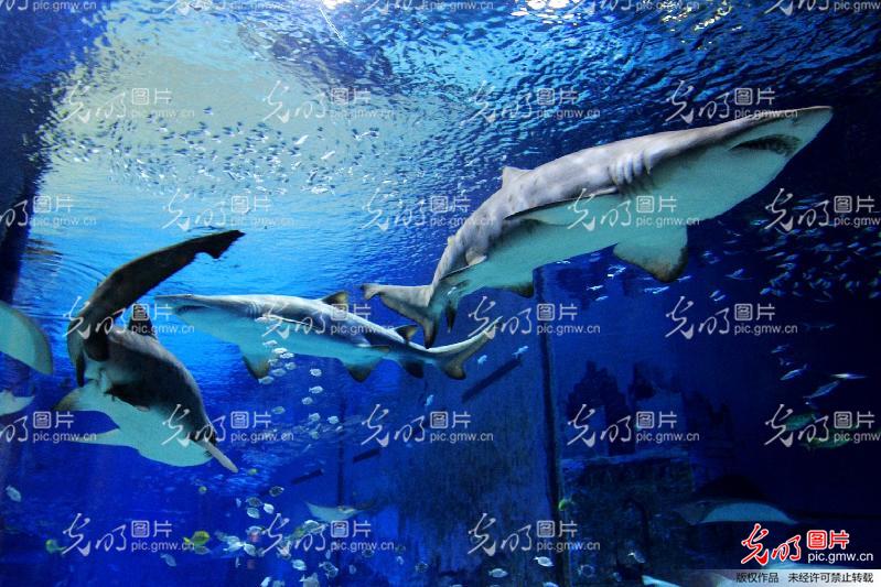 探索神秘的海底世界海洋館，一場奇妙的海洋之旅，深海奧秘之旅，海洋館里的奇妙海底世界探索