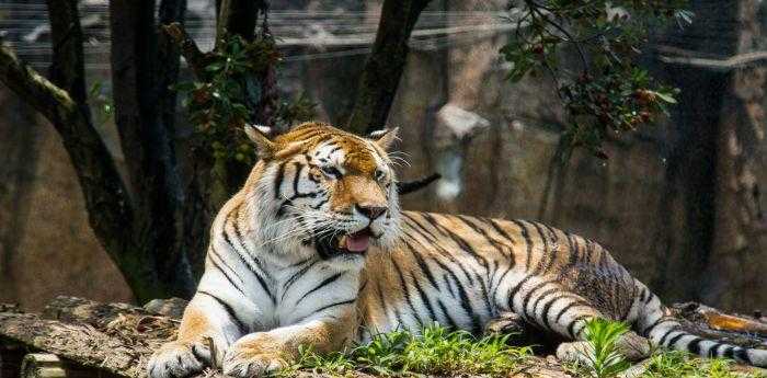 森林之王中王與生肖的奇妙關聯，森林之王中的王者與生肖的神秘紐帶