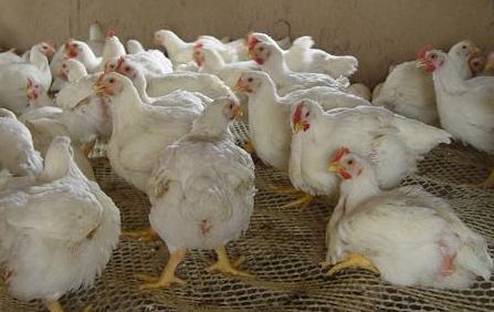 關于股票代碼002299的深入解析與前景展望，股票代碼002299深度解析與未來前景展望