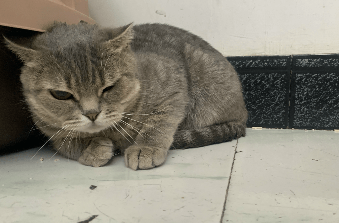 澳門一碼一肖一待一中四不像，探索與解析，澳門一碼一肖一待一中四不像，深度解析與探索