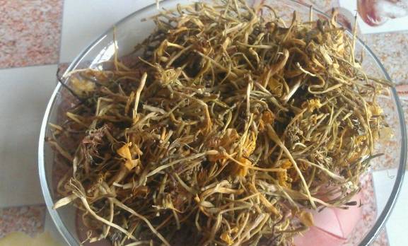 益母草與身體反應，喝了三天益母草后排鮮血的奧秘，益母草與身體反應，揭秘排鮮血背后的奧秘，三天益母草引發身體變化探究