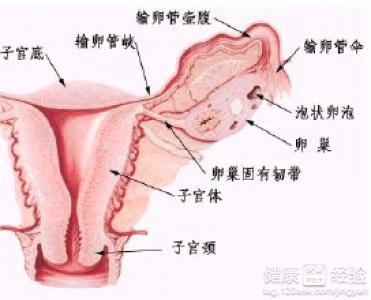 多囊卵巢怎么調理，全方位的生活與醫療建議，全方位調理多囊卵巢，生活與醫療建議攻略