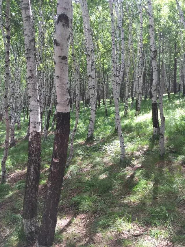 塞罕壩旅游攻略,自助游者的絕佳選擇,塞罕壩旅游攻略,自助游者的首選目的地