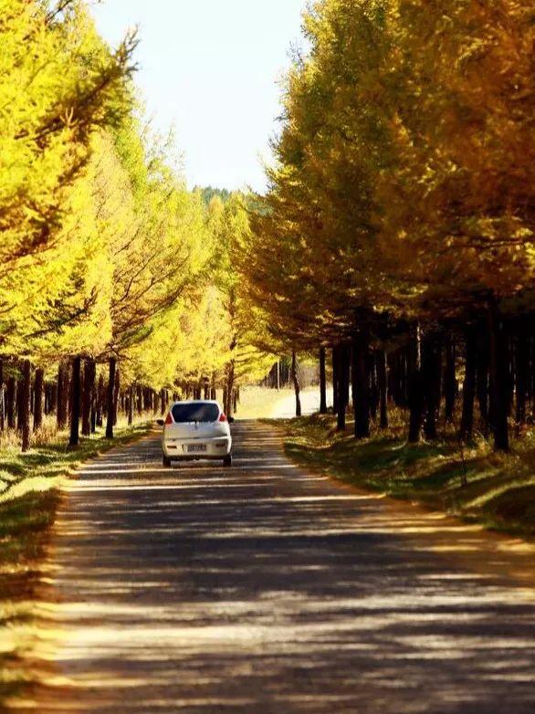 塞罕壩旅游攻略,自助游者的絕佳選擇,塞罕壩旅游攻略,自助游者的首選目的地