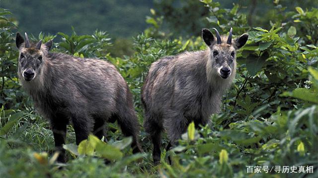 四不像必中一肖,揭秘劉伯溫的預(yù)測(cè)智慧,揭秘劉伯溫預(yù)測(cè)智慧,四不像必中一肖
