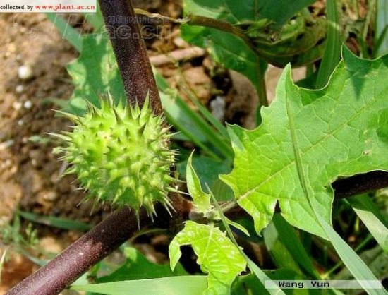 致癌花卉第一名,警惕身邊的健康隱患,致癌花卉第一名,身邊的健康隱患需警惕