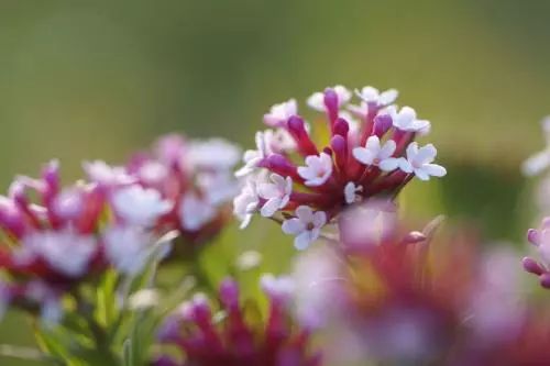 致癌花卉第一名，警惕身邊的健康隱患，致癌花卉第一名，身邊的健康隱患需警惕