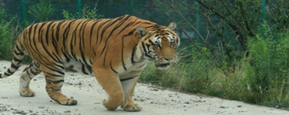 山中之王王中王——揭秘生肖傳奇,揭秘生肖傳奇,山中之王王中王的傳奇故事