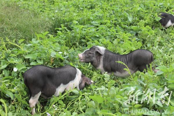 花豬王中王平特一肖,深度解析與SEO優化策略,花豬王中王平特一肖,深度解析及SEO優化策略探討