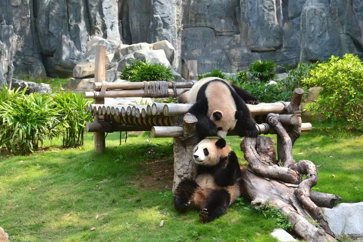 野生動物園門票優惠政策大揭秘，野生動物園門票優惠政策深度解析