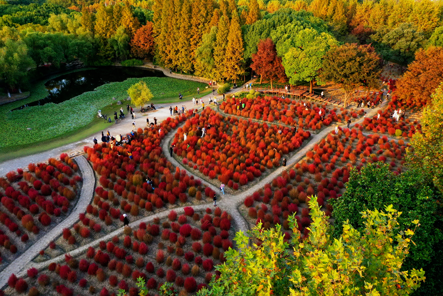 上海世紀公園門票免費，探索城市綠洲的絕佳去處，上海世紀公園，免費探索城市綠洲的絕佳去處