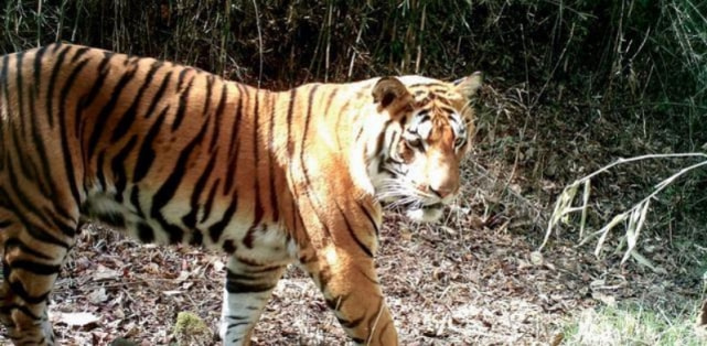 茂密森林中的王者,揭秘王中王所指的神秘生肖——探尋茂密森林王中王打一肖背后的奧秘,揭秘森林王者背后的神秘生肖,探尋茂密森林王中王所指的生肖奧秘